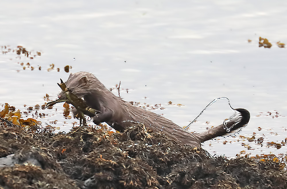 mink with crab